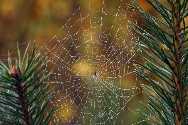 Die Rolle von Kryptowährungen in der Zukunft des Internets